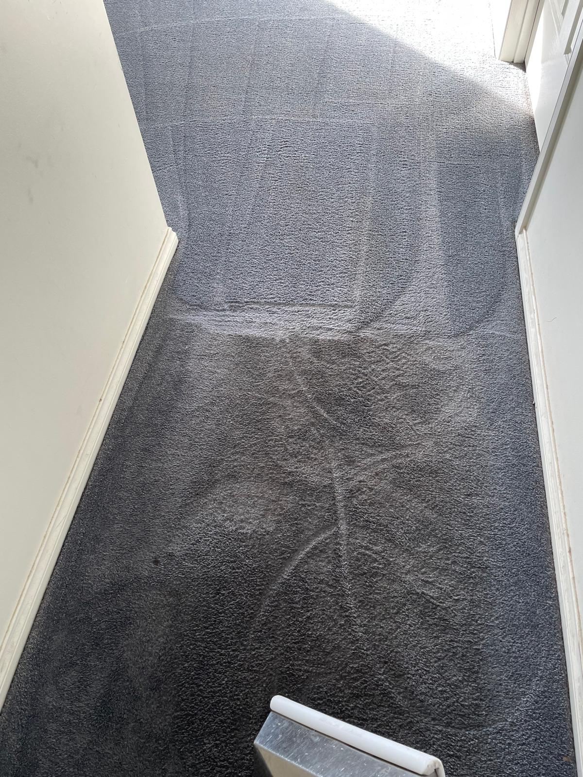 Professional carpet cleaning result