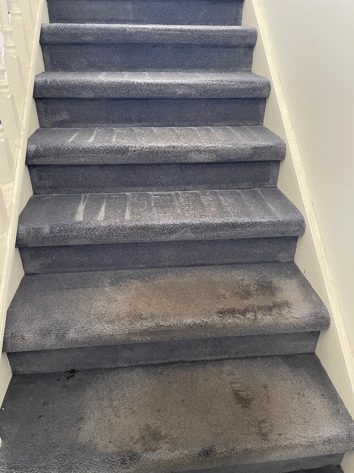 Professional carpet cleaning result